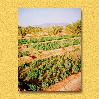 Campos de la alheña en Marruecos